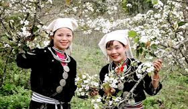 Mùa hoa Lê Hồng Thái, Na Hang, Tuyên Quang