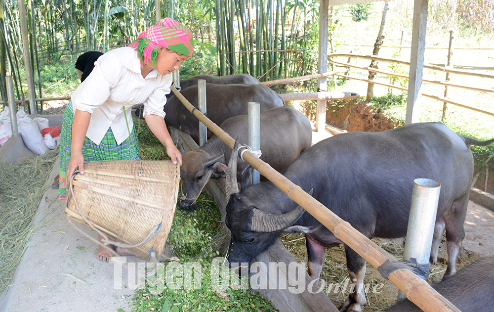 Mô hình nuôi trâu bò vỗ béo nhốt chuồng hướng đi phù hợp giúp nông dân  nâng cao thu nhập 