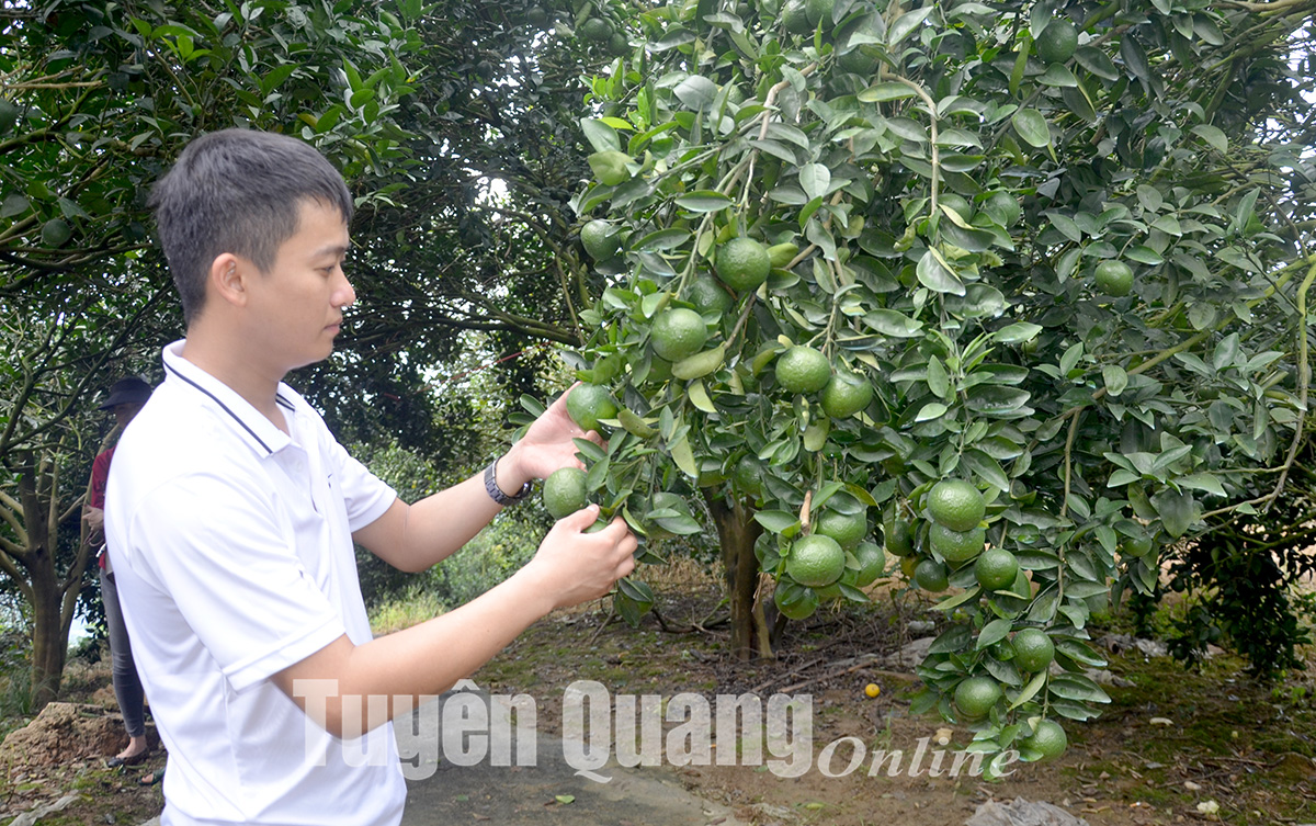 Ảnh tin