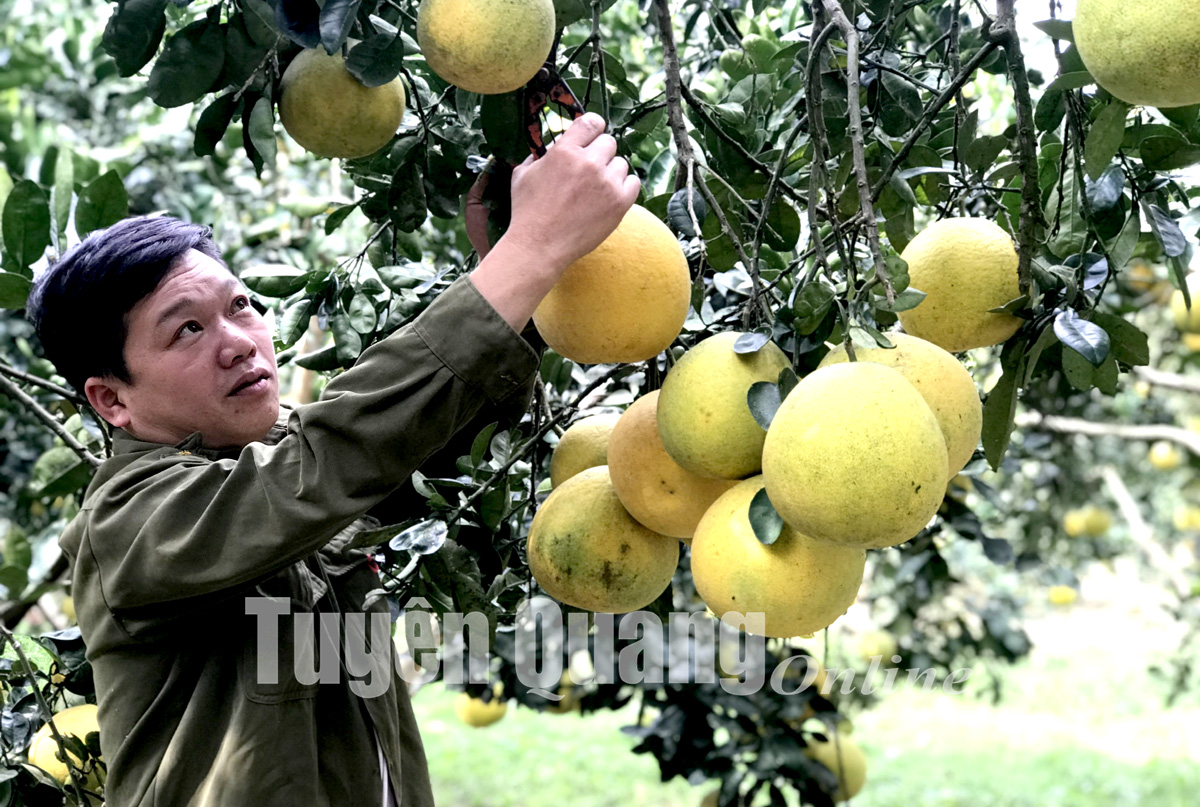 Ảnh tin