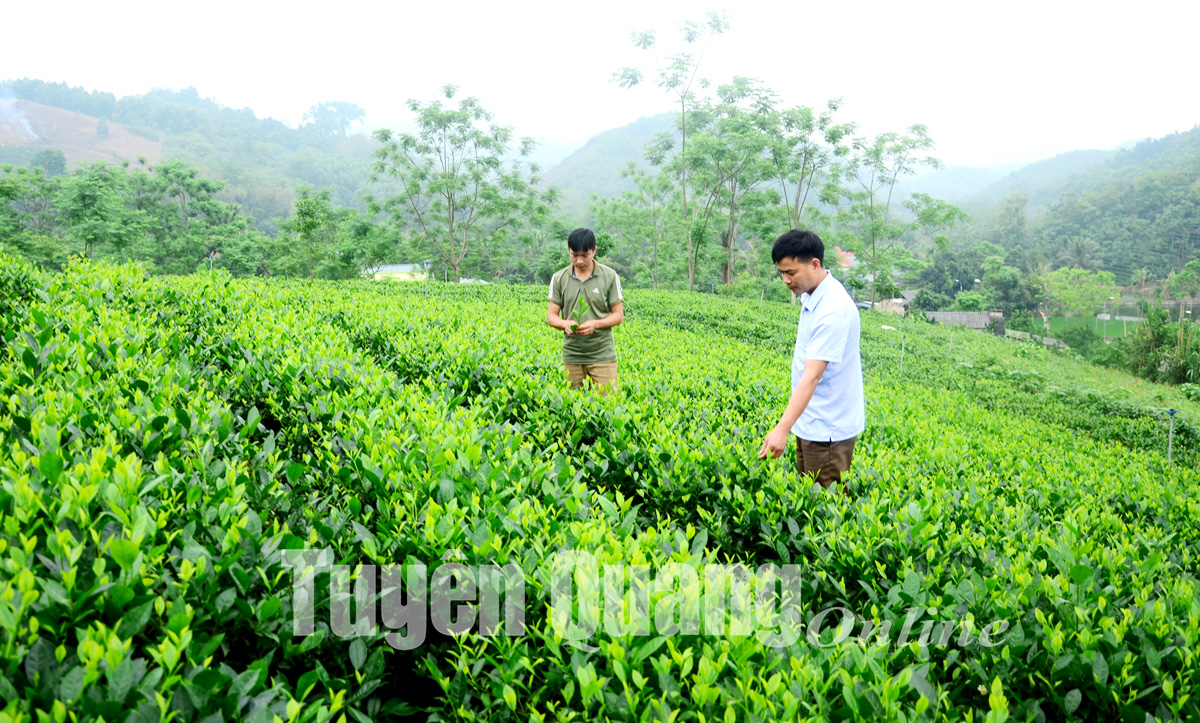 Ảnh tin