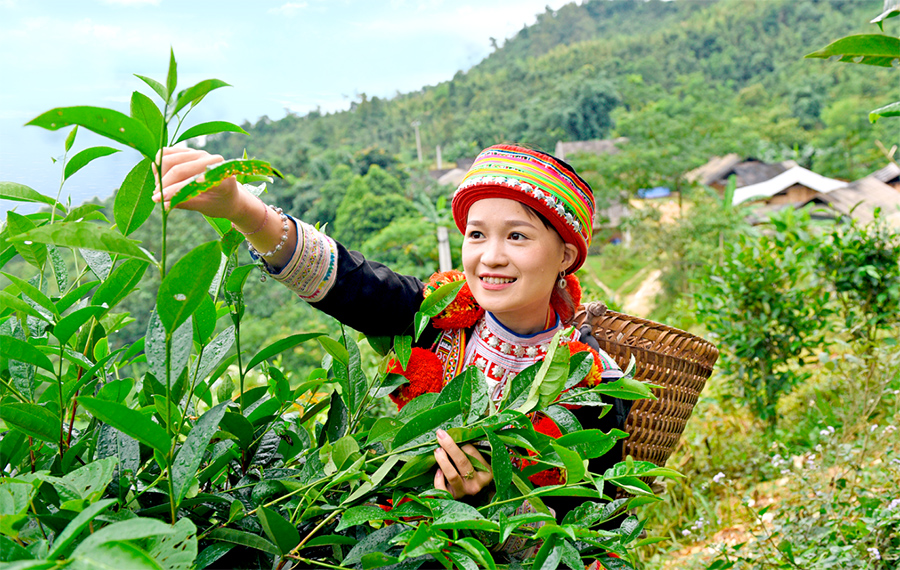 Chapa Tea Việt Nam | Trà Sữa Shan Tuyết | Trà Shan Tuyết