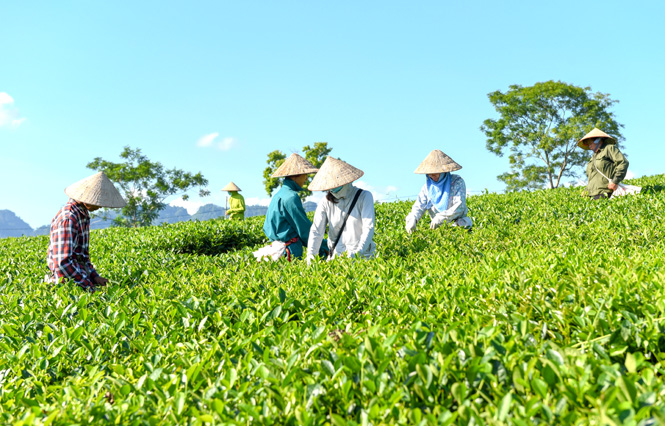 Ảnh tin