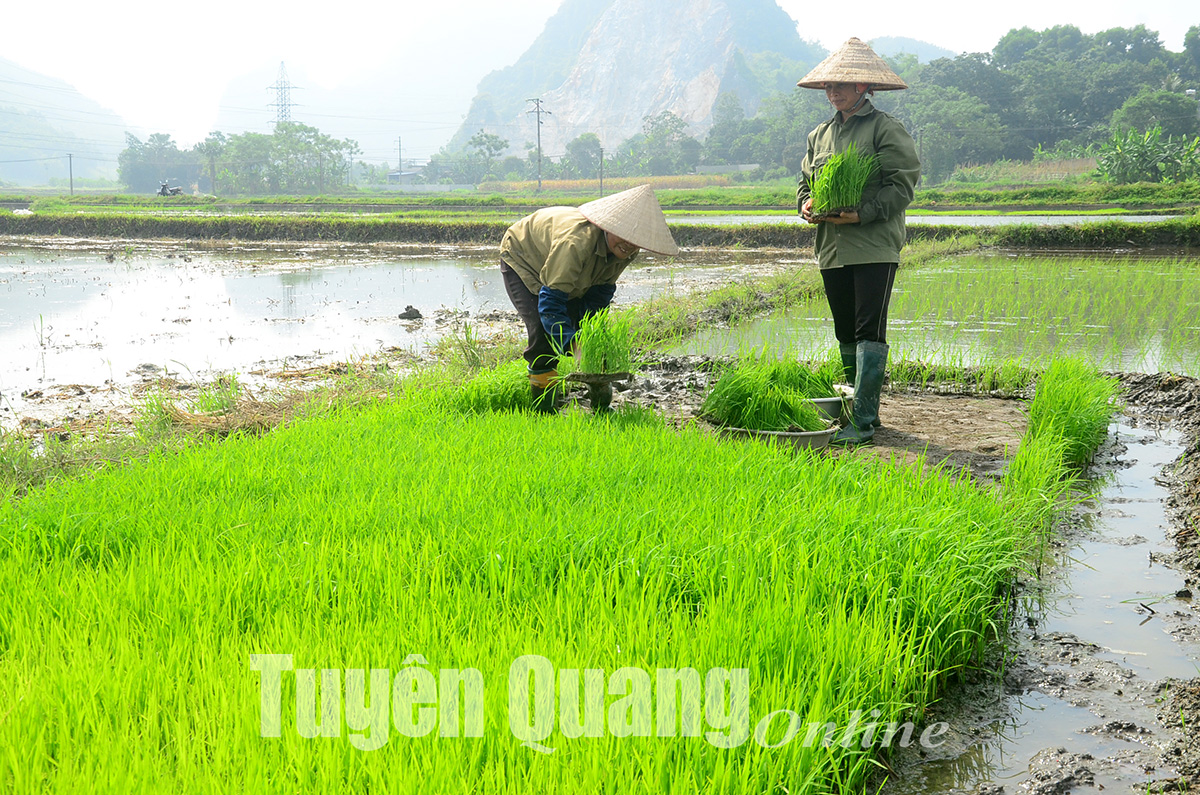 Ảnh tin