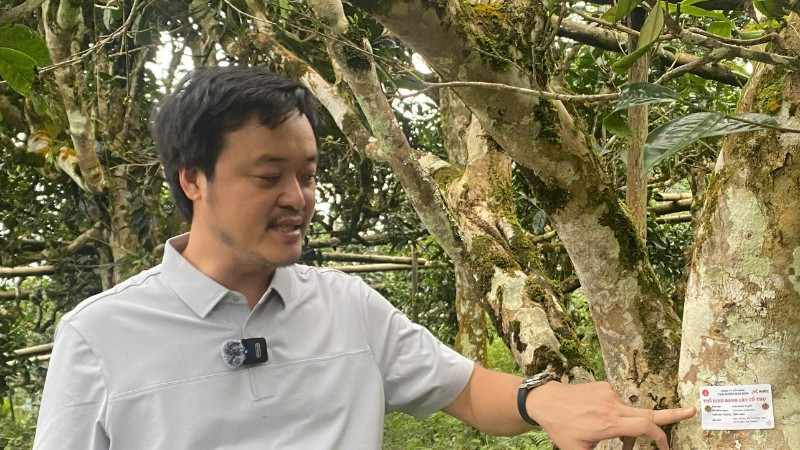 Ứng dụng công nghệ định danh 100 cây chè shan tuyết cổ thụ