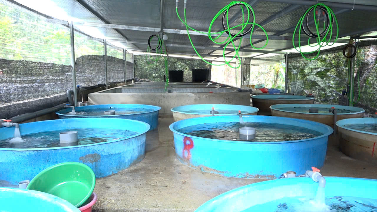 Gương điển hình tiên tiến trong mô hình nuôi cá tầm ở thôn Nậm An, xã Tân Quang