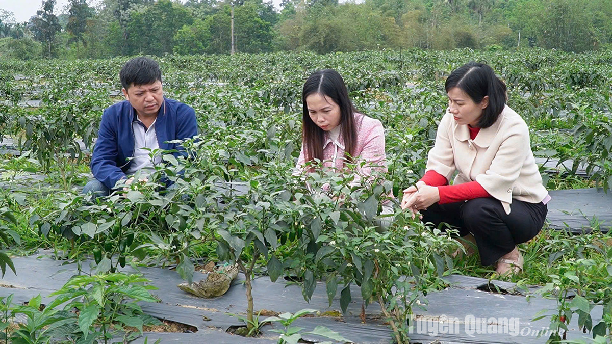 Nâng cao hiệu quả hoạt động của các HTX nông nghiệp