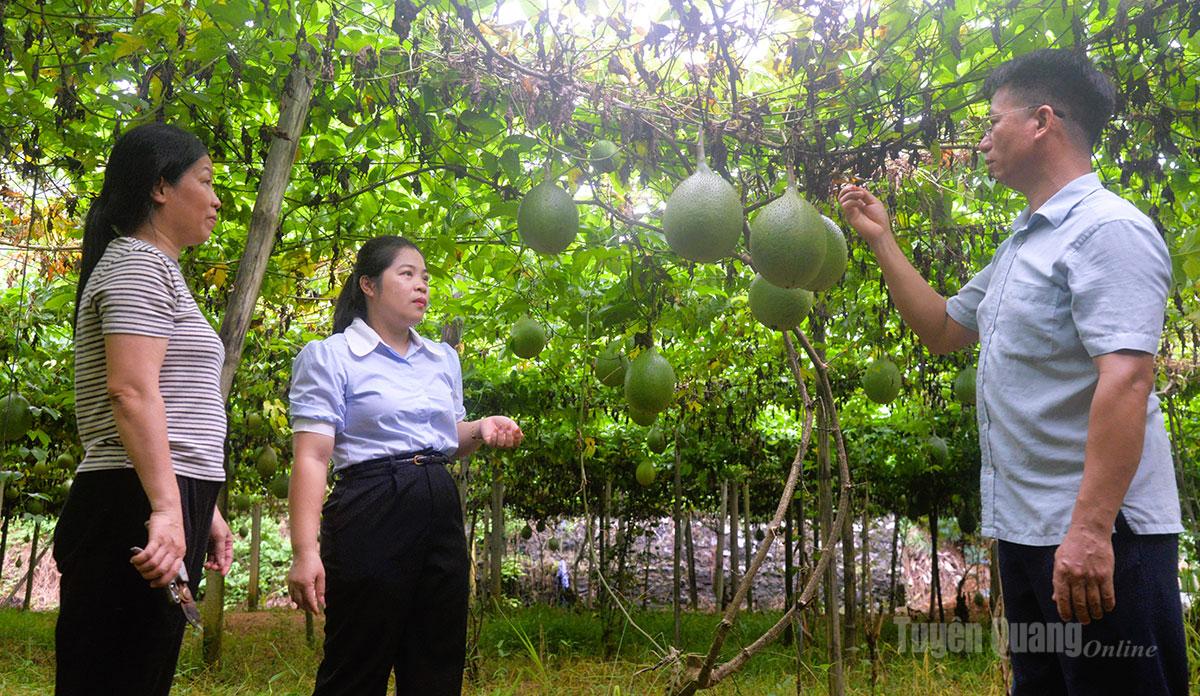 Người dân thôn Quang Hải nâng cao thu nhập từ cây gấc, một trong nhóm “3 cây, 3 con”
chủ lực được xã Kim Bình lựa chọn phát triển theo hướng hàng hóa.