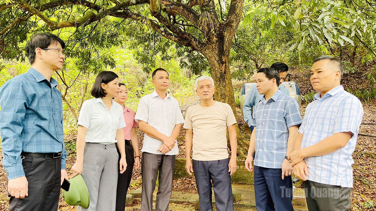 Lãnh đạo xã Bình Ca khảo sát các mô hình trồng cây ăn quả tiêu biểu trên địa bàn xã.
