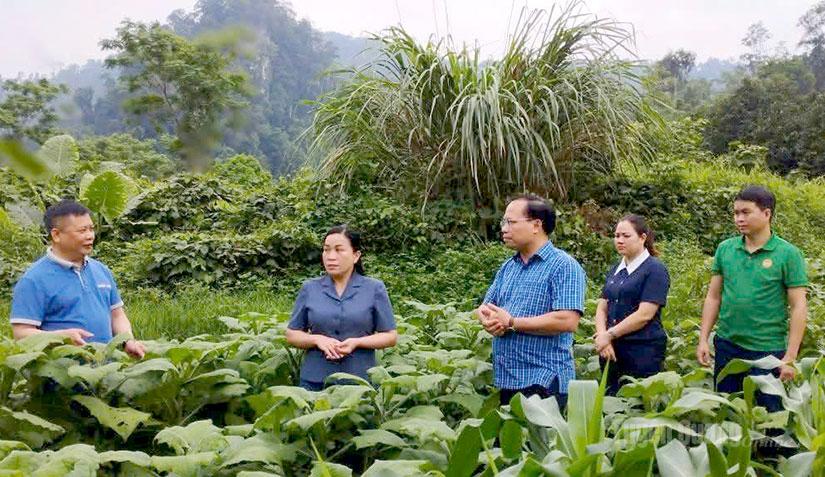 Lãnh đạo Hội Nông dân tỉnh và xã Nà Hang khảo sát mô hình phát triển nông nghiệp gắn với phát triển du lịch tại HTX Tâm Hương, thôn Bản Bung.