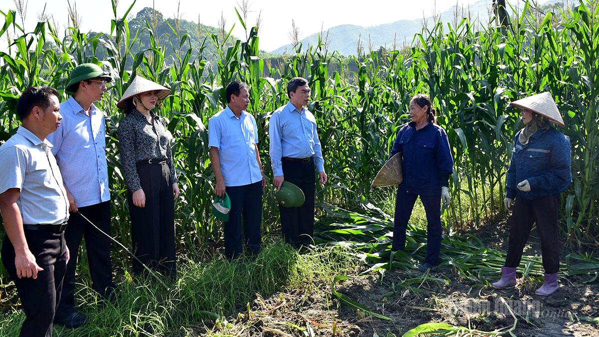Phó Bí thư Tỉnh ủy, Chủ tịch Ủy ban MTTQ Việt Nam tỉnh Ma Thế Hồng và đoàn công tác tham quan, nắm tình hình hiệu quả trồng ngô sinh khối tại thôn 13 Minh Quang, xã Bình Xa.