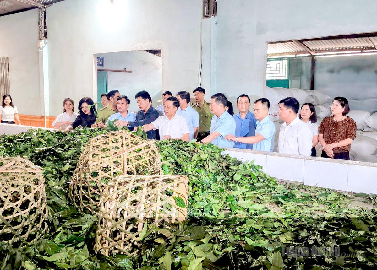 Sản phẩm chè Shan tuyết ở xã Cao Bồ từng bước khẳng định thương hiệu trên thị trường.