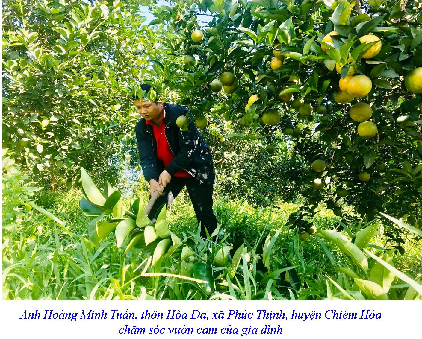 Anh Hoàng Minh Tuấn, thôn Hòa Đa, xã Phúc Thịnh, huyện Chiêm Hóa chăm sóc vườn cam của gia đình